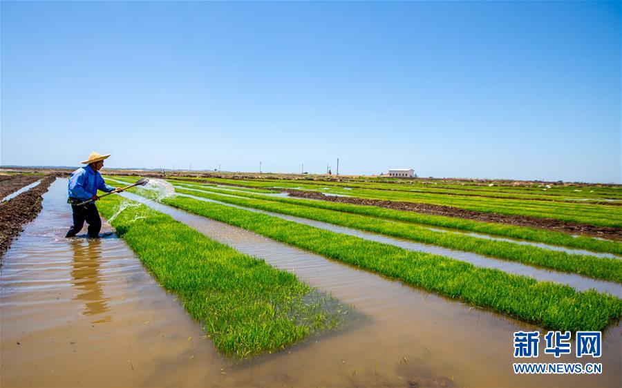 （国际）（15）中国农业技术帮助莫桑比克改善粮食问题