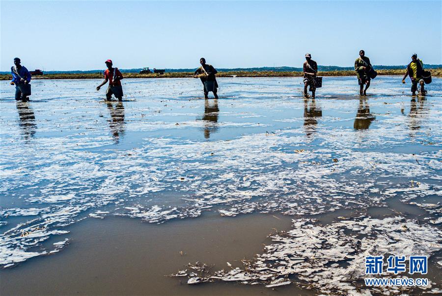 （国际）（16）中国农业技术帮助莫桑比克改善粮食问题