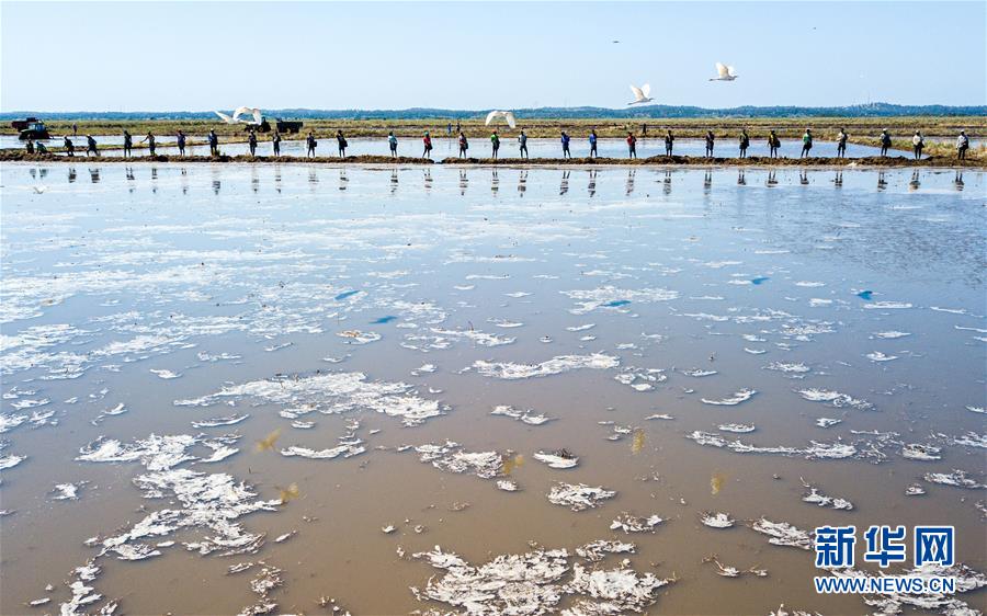 （国际）（17）中国农业技术帮助莫桑比克改善粮食问题