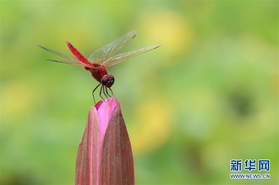 （国际·年终报道）（7）2019，精“彩”纷呈