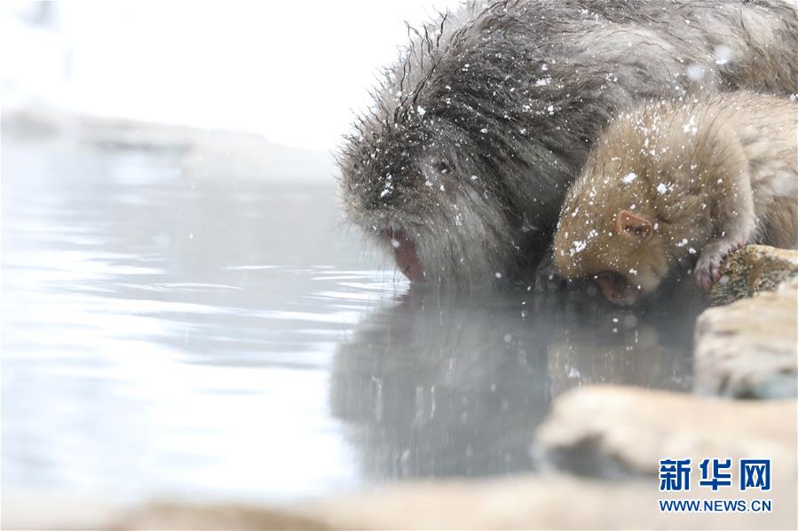（国际）（2）日本长野：雪猴惬意享温泉