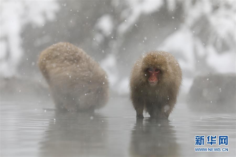 （国际）（4）日本长野：雪猴惬意享温泉