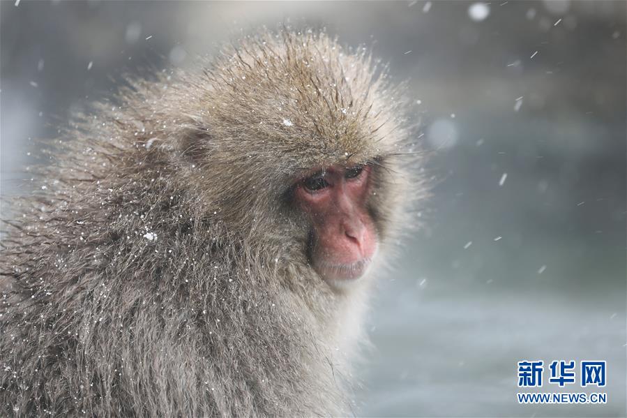 （国际）（5）日本长野：雪猴惬意享温泉