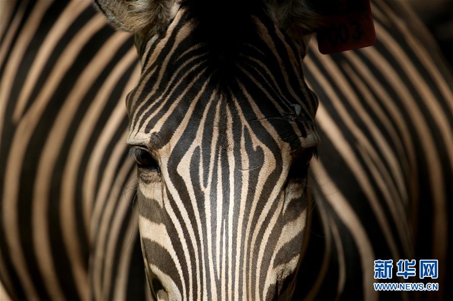 （国际&middot;一周看天下）近观斑马