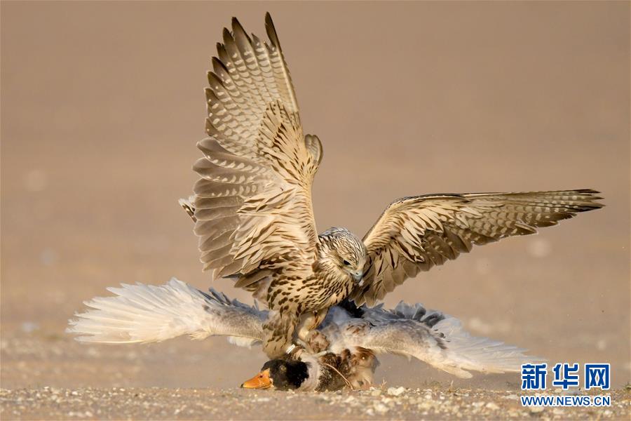 （新华视界）（4）鹰隼狩猎