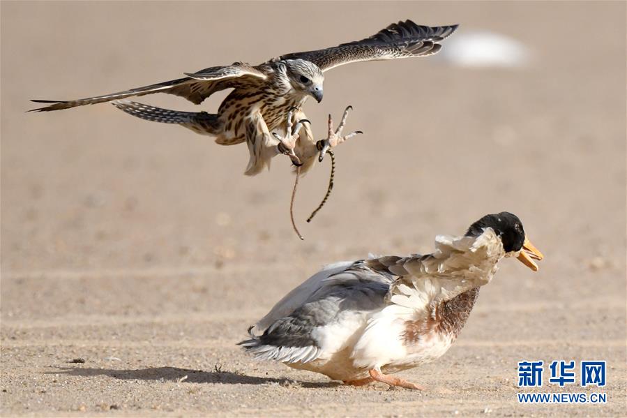 （新华视界）（5）鹰隼狩猎