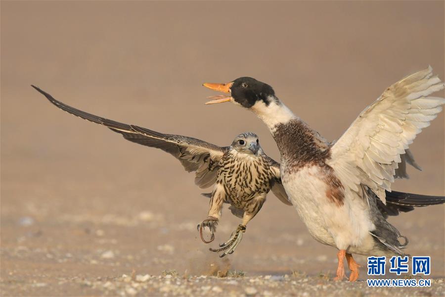 （新华视界）（6）鹰隼狩猎