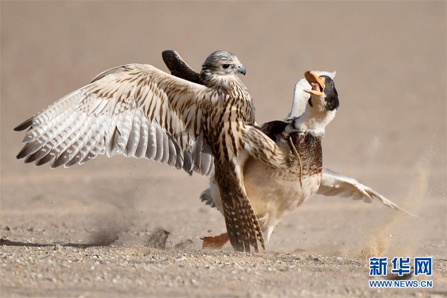 （新华视界）（8）鹰隼狩猎