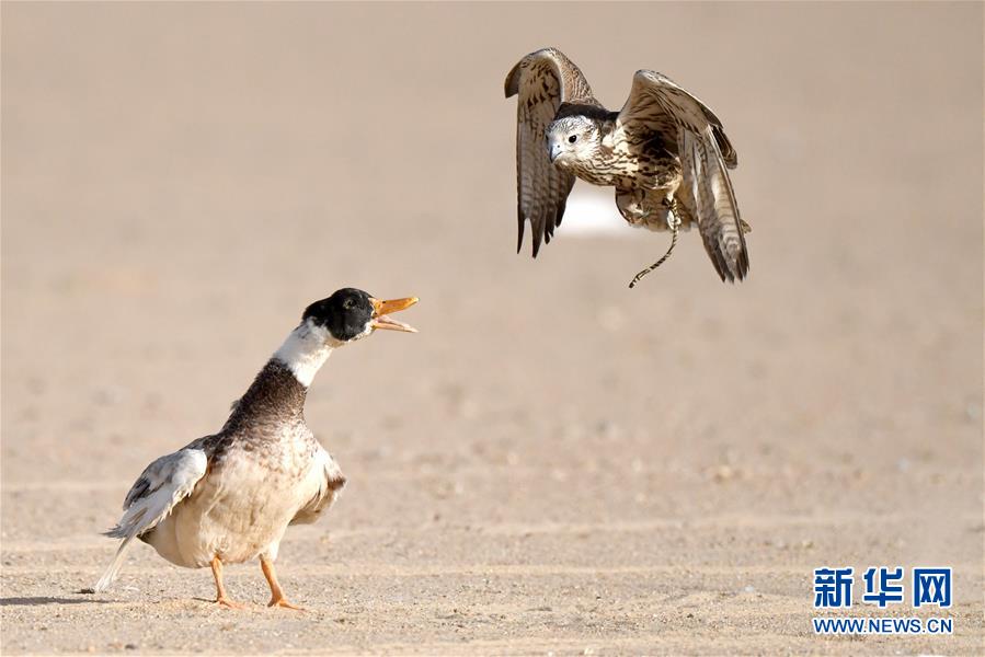 （新华视界）（9）鹰隼狩猎