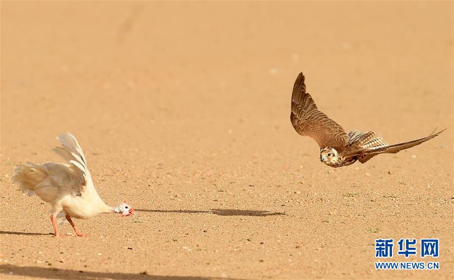 （新华视界）（10）鹰隼狩猎