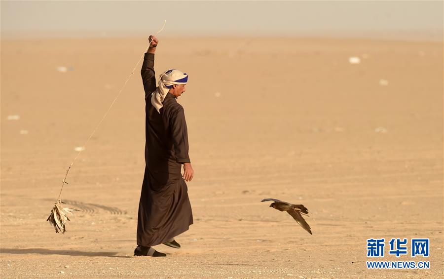 （新华视界）（12）鹰隼狩猎