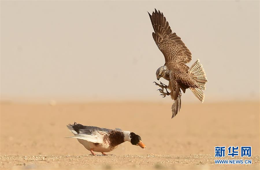 （新华视界）（13）鹰隼狩猎