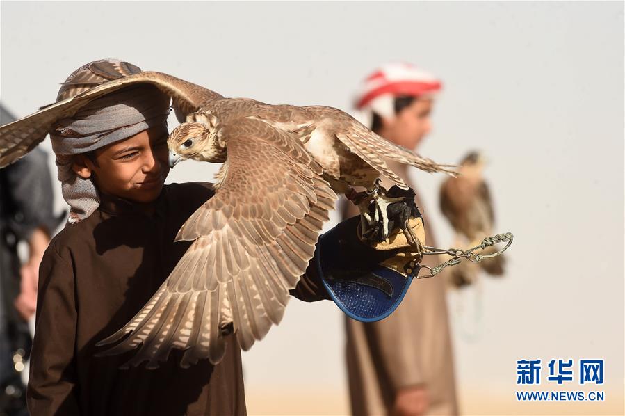 （新华视界）（14）鹰隼狩猎