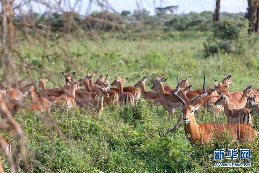 （国际）（3）肯尼亚纳库鲁国家公园假期引游人