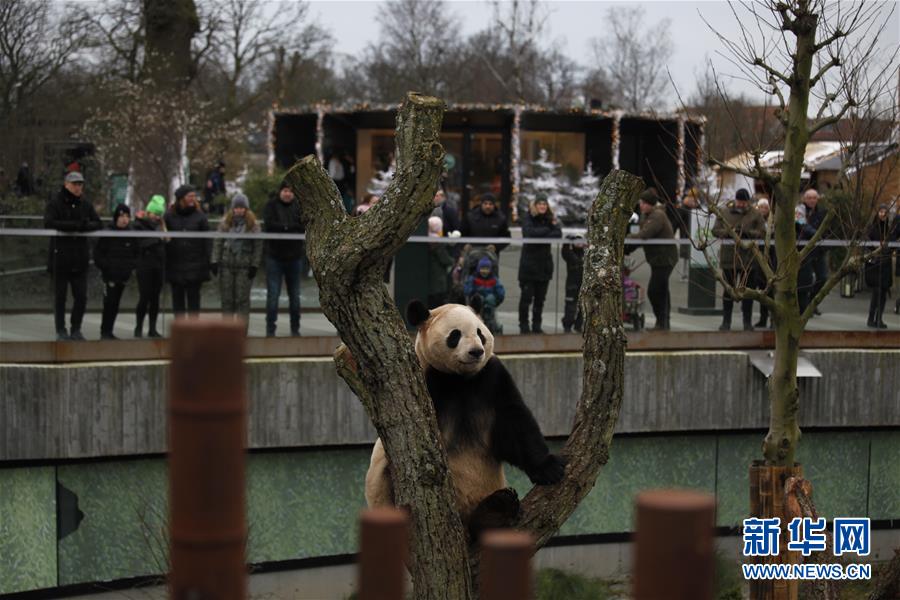 （国际）（2）中国旅丹大熊猫在哥本哈根跨年