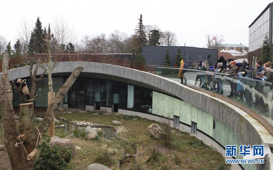 （国际）（3）中国旅丹大熊猫在哥本哈根跨年