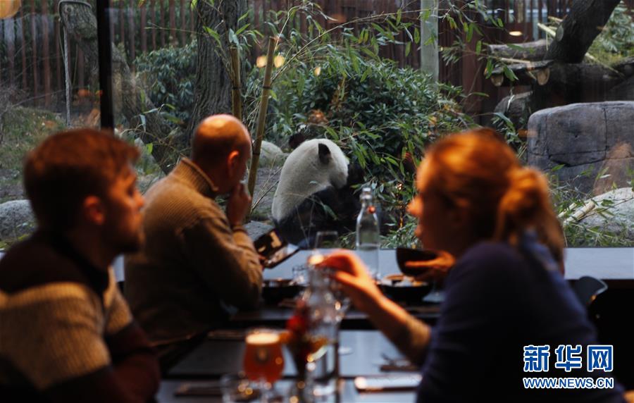 （国际）（4）中国旅丹大熊猫在哥本哈根跨年