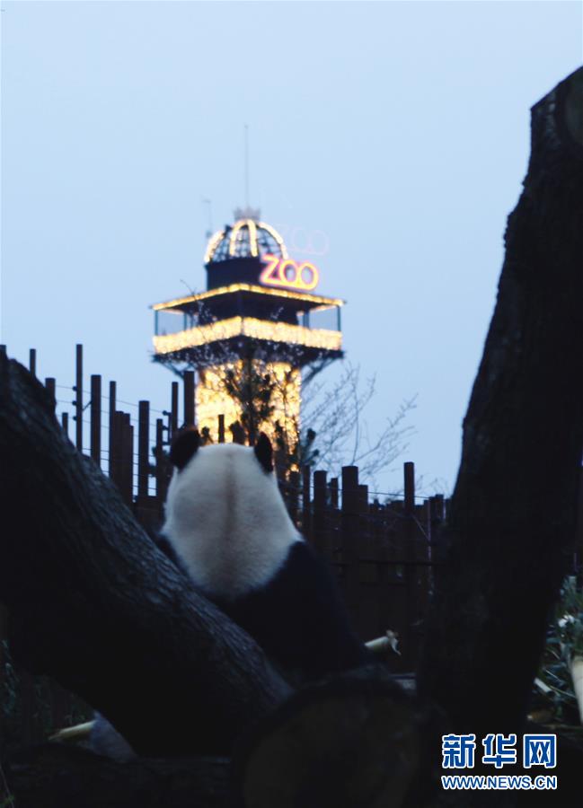 （国际）（5）中国旅丹大熊猫在哥本哈根跨年