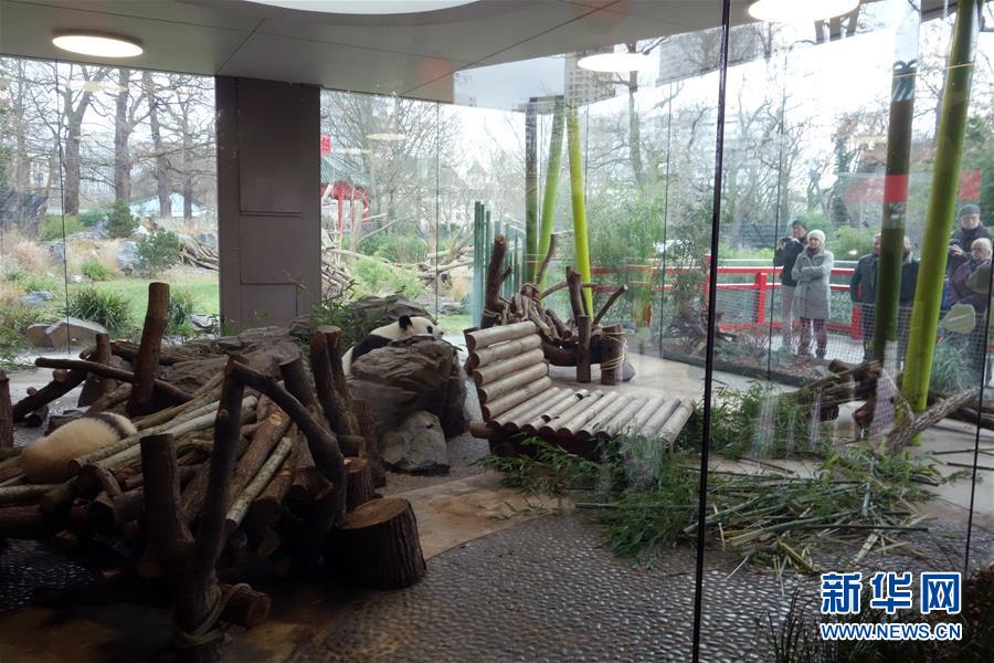 （国际）（1）柏林动物园大熊猫幼崽首次与公众见面