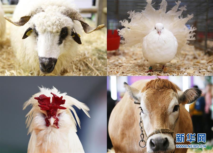 （国际）（6）第57届法国国际农业博览会开幕