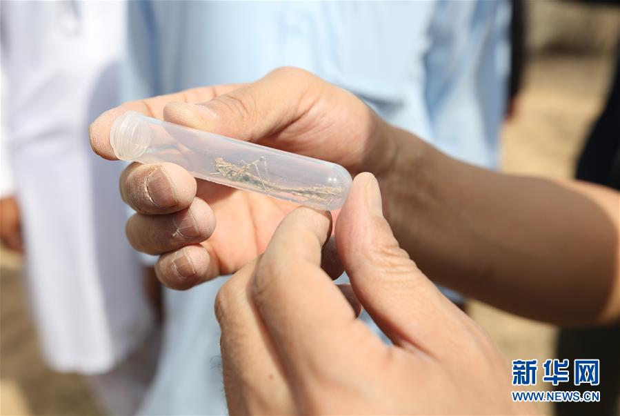 （国际&middot;图文互动）（1）中国专家：&ldquo;牧鸭治蝗&rdquo;不适用于巴基斯坦蝗灾