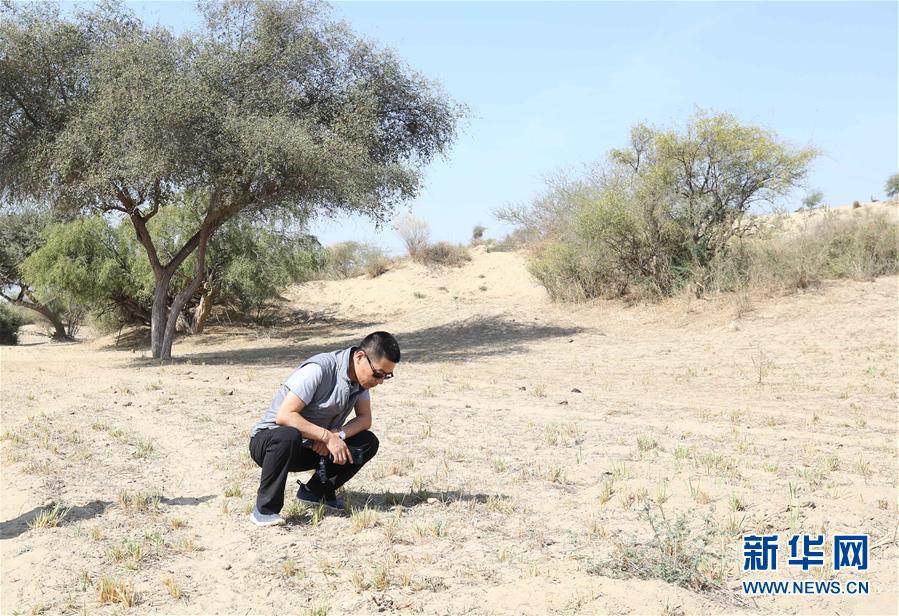（国际·图文互动）（2）中国专家：“牧鸭治蝗”不适用于巴基斯坦蝗灾