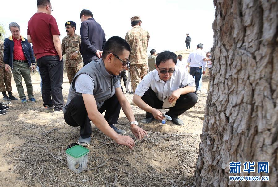 （国际·图文互动）（3）中国专家：“牧鸭治蝗”不适用于巴基斯坦蝗灾