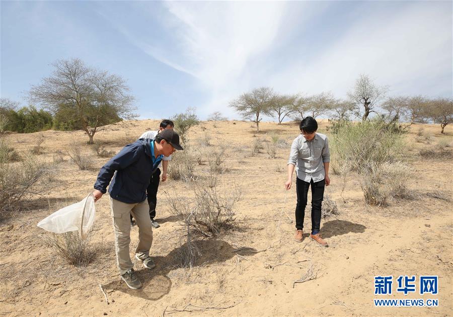 （国际&middot;图文互动）（5）中国专家：&ldquo;牧鸭治蝗&rdquo;不适用于巴基斯坦蝗灾