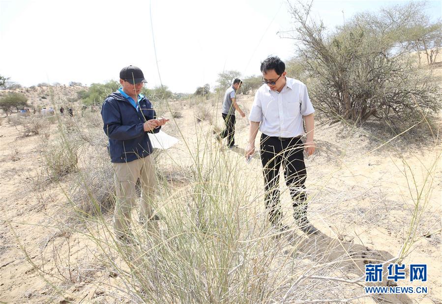 （国际·图文互动）（6）中国专家：“牧鸭治蝗”不适用于巴基斯坦蝗灾