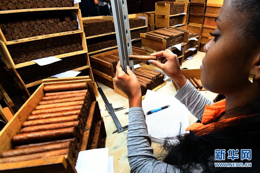 （国际·图文互动）（1）古巴优质手卷雪茄诞生记——访古巴最大雪茄厂