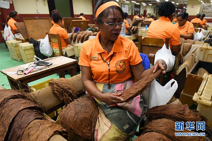 （国际&middot;图文互动）（6）古巴优质手卷雪茄诞生记&mdash;&mdash;访古巴最大雪茄厂
