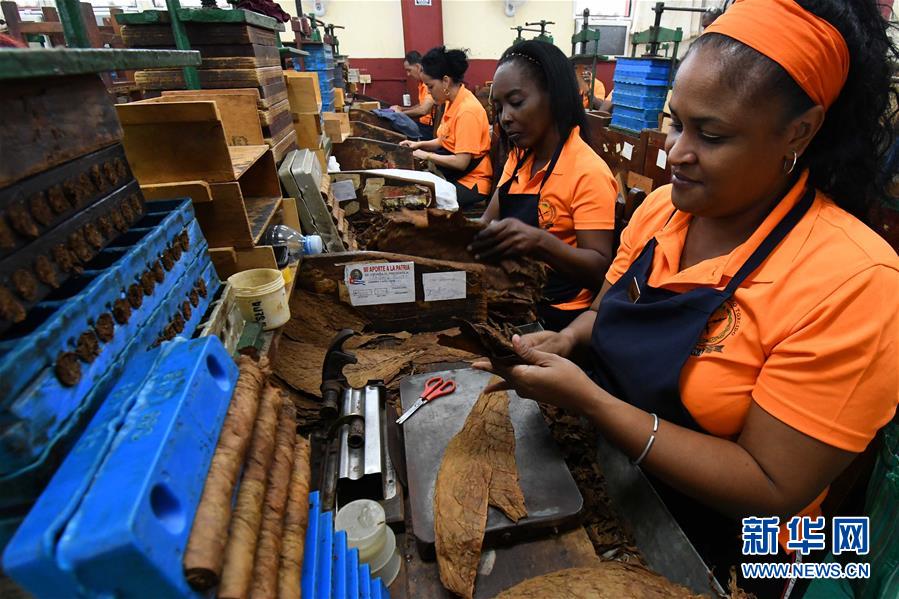 （国际&middot;图文互动）（7）古巴优质手卷雪茄诞生记&mdash;&mdash;访古巴最大雪茄厂