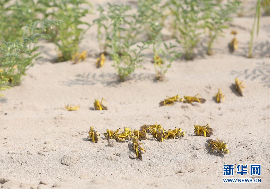 （一周看天下）（2）蝗灾汹汹