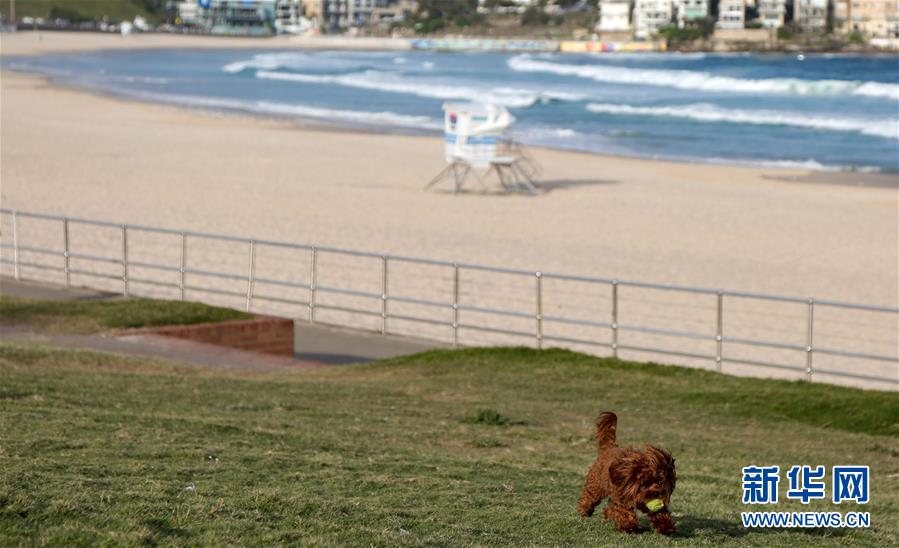 （国际疫情）（3）澳大利亚：悉尼著名景点邦迪海滩因疫情关闭