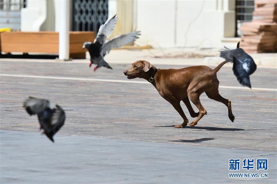 （国际疫情）（4）马耳他实施新规应对新冠肺炎疫情