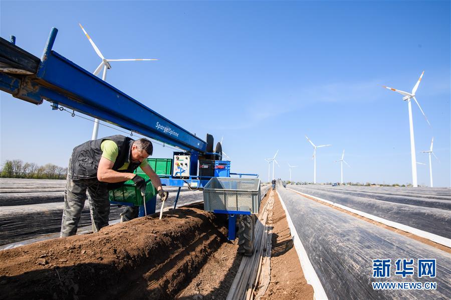 （国际疫情）（1）德国：疫情下的芦笋收获季