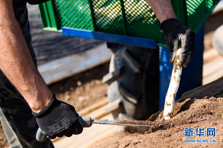 （国际疫情）（2）德国：疫情下的芦笋收获季