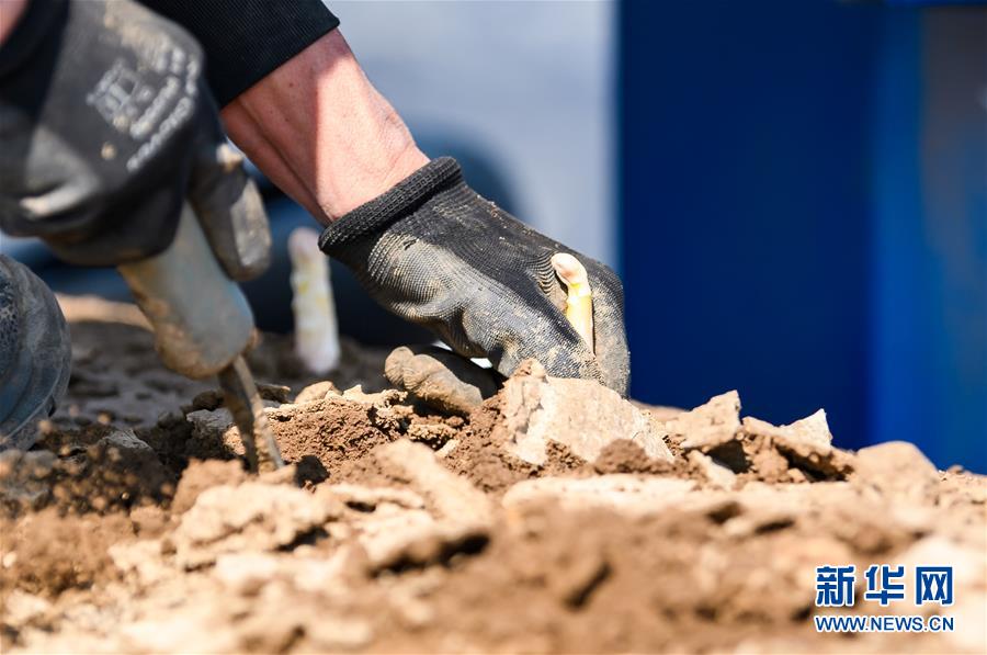 （国际疫情）（3）德国：疫情下的芦笋收获季