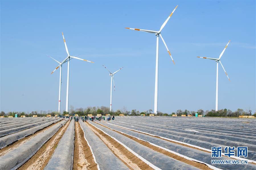 （国际疫情）（4）德国：疫情下的芦笋收获季