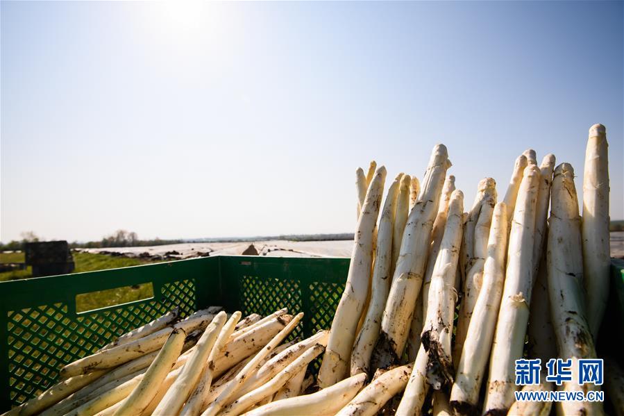 （国际疫情）（6）德国：疫情下的芦笋收获季