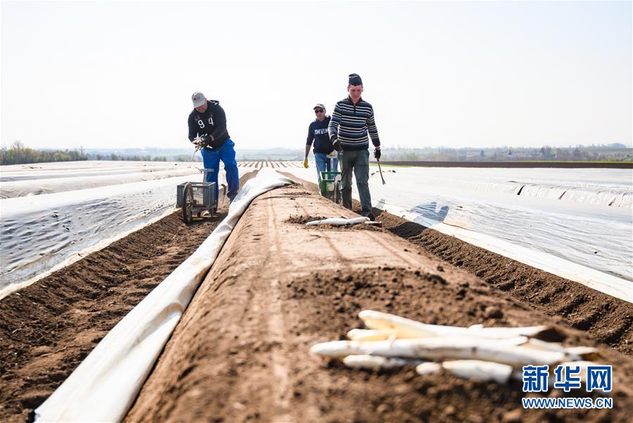（国际疫情）（7）德国：疫情下的芦笋收获季