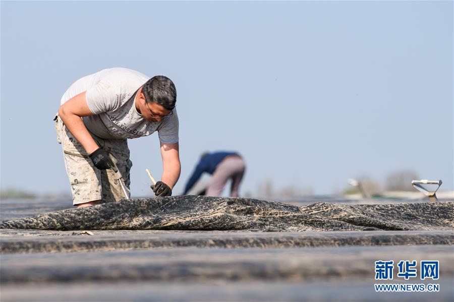 （国际疫情）（8）德国：疫情下的芦笋收获季