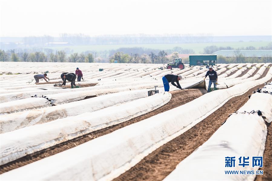 （国际疫情）（9）德国：疫情下的芦笋收获季