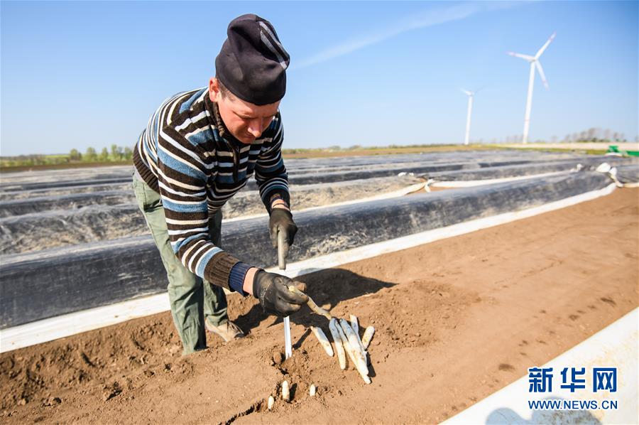 （国际疫情）（10）德国：疫情下的芦笋收获季