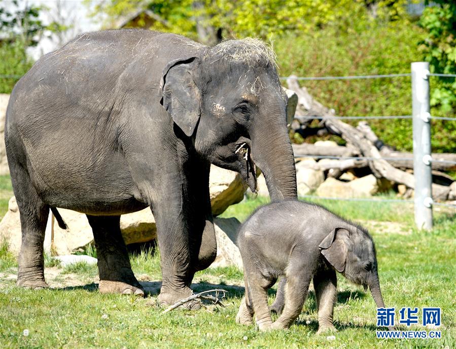 （国际疫情）（1）因疫情关闭的布拉格动物园重新开放