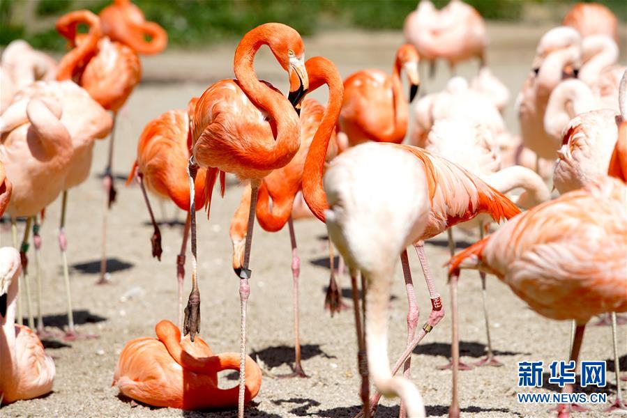 （国际疫情）（4）因疫情关闭的布拉格动物园重新开放