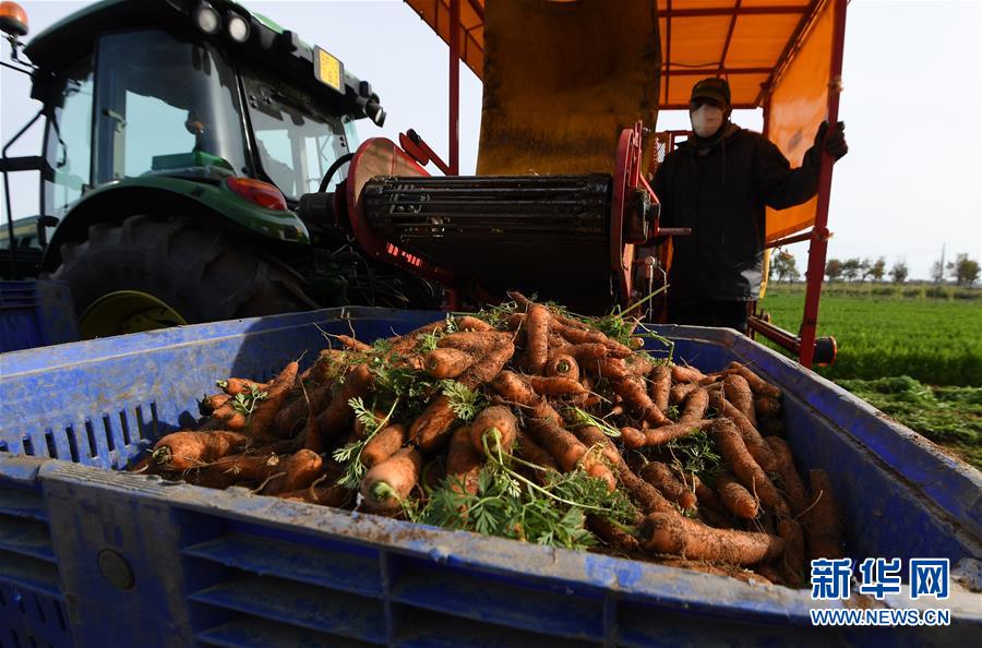 （国际）（1）意大利马卡雷塞：胡萝卜丰收