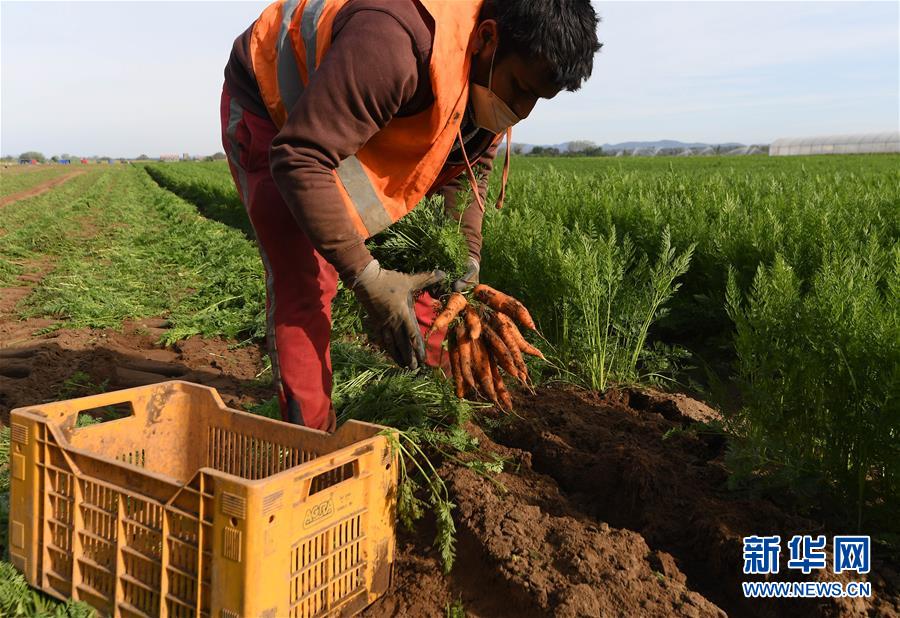（国际）（2）意大利马卡雷塞：胡萝卜丰收