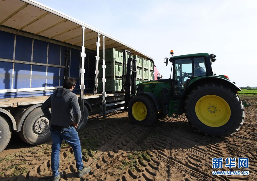 （国际）（3）意大利马卡雷塞：胡萝卜丰收