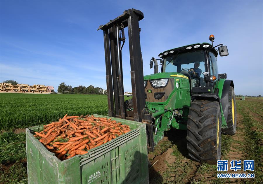 （国际）（4）意大利马卡雷塞：胡萝卜丰收
